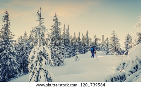 Wonderful Winter Landscape. Scenic image of fairy-tale woodland with colorful sky. Fantastic Frosty Morning in the Wintry Forest. Traveler in snowy mountain forest. Impressive picture of wild area. 