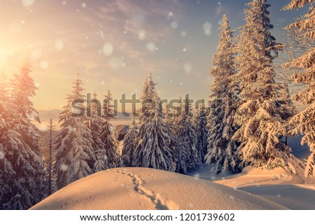 Majestic winter landscape. frosty pine tree under sunlight at sunset. christmas holiday concept, unusual wonderful landscape. fantastic wintry background. instagram effect. for design holiday postcard