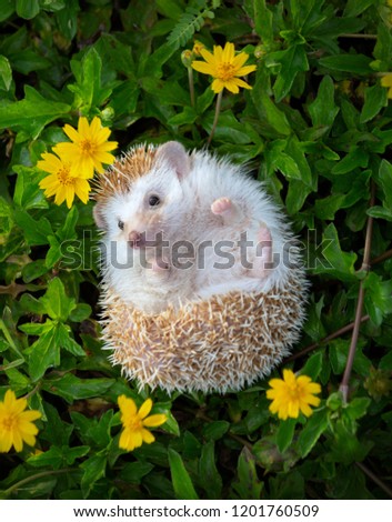 European Hedgehog playing in the flower garden with very pretty face and two front paws.