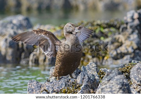 Common Eider - Somateria mollissima, beautiful sea duck from North Atlantic coasts, Shetlands, Scotland.