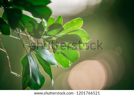 green leaf background, nature background concept