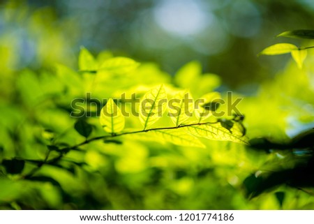 abstract,bokeh leaf pattern nature green background.