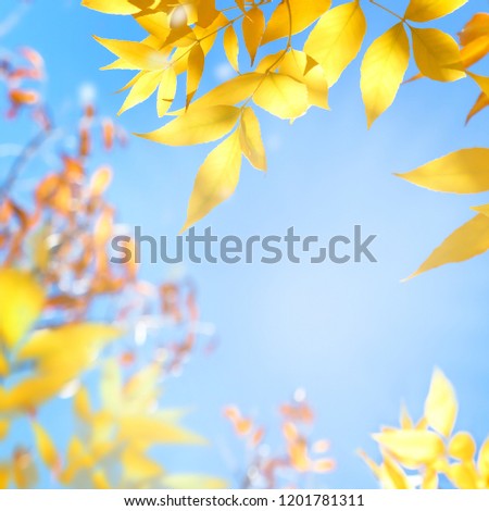 Natural autumn background. Yellow and orange autumn leaves against the blue sky. Free space for text. Square image.