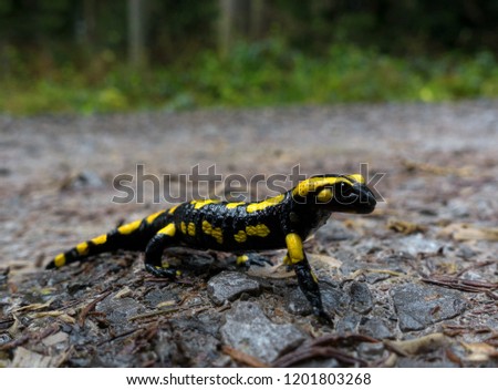 Standing fire salamander from the side on a wet path in the forest