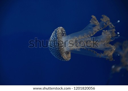 Close up of one jellyfish swimming in water in light over dark blue background, low angle view