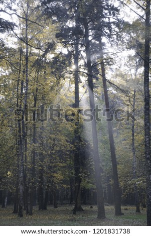 Autumn. October. Sunny morning in the pine forest. Fog and rays of light