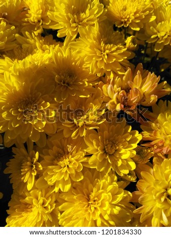yellow flowers Common Chrysanthemum.Dendranthema morifolium.yellow background of flowers