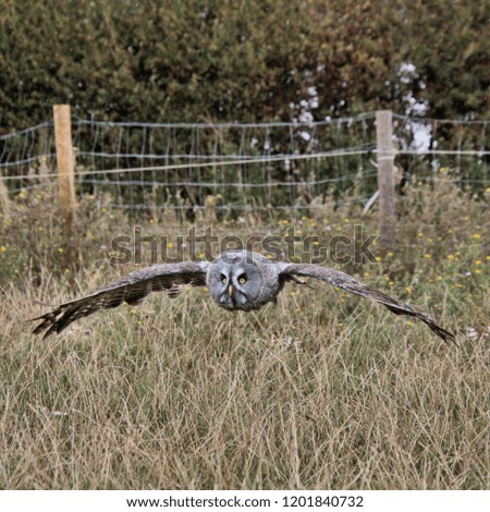 A view of a Great Gray Owl in flight