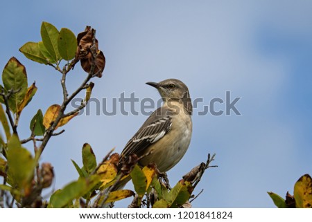 Northern mockingbird on branch. It is the only mockingbird commonly found in North America. It is common and conspicuous in suburban habitats and brushy fields. It feeds on insects and fruits.