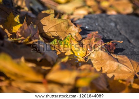 Beautiful, yellow maple tree leaves fallen on the ground in autumn. Vibrant colors and shallow deapth of field. Fall scenery in Riga, Latvia.