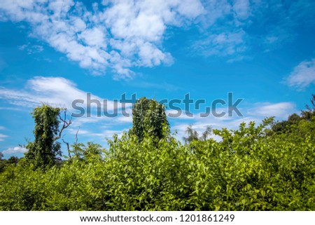 Blue sky and forest landscape