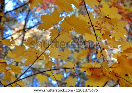 Yellow leaves in autumn season