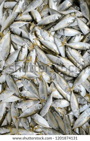 Fresh fishes with overhead view