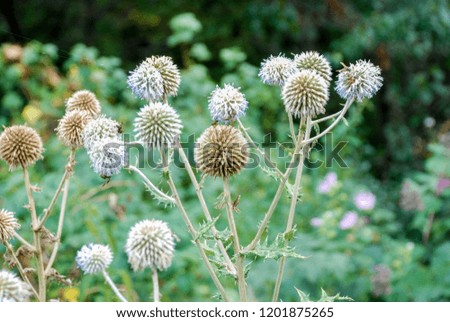 prickly weed dry Royalty-Free Stock Photo #1201875265