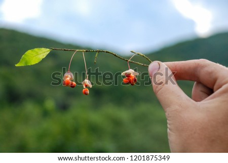 sprig with flowers in hand Royalty-Free Stock Photo #1201875349