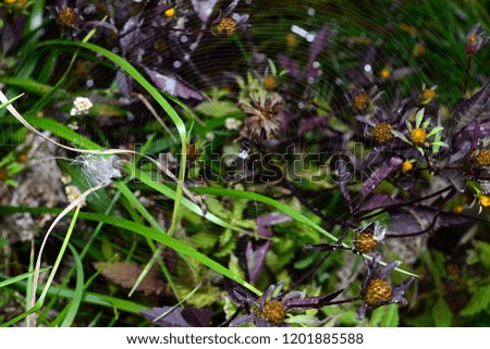 Spiderweb on wildflowers
