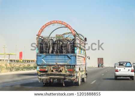 black squeezing Buffaloes on a cargo truck on a speedy highway