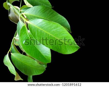 Green leaf s
