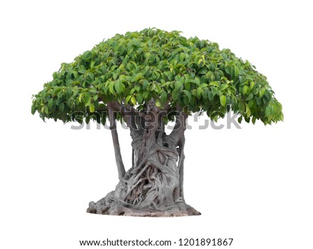 tree isolated on white background Royalty-Free Stock Photo #1201891867