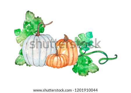 Pumpkins. Hand drawn watercolor painting on white background. Colored vegetables painted on paper. Autumn vegetables. It is perfect for thanksgiving cards or halloween design
