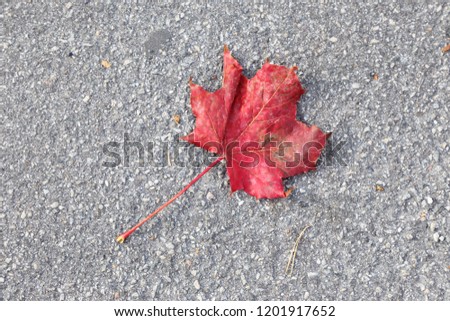 A fallen maple leaf in autumn colors.