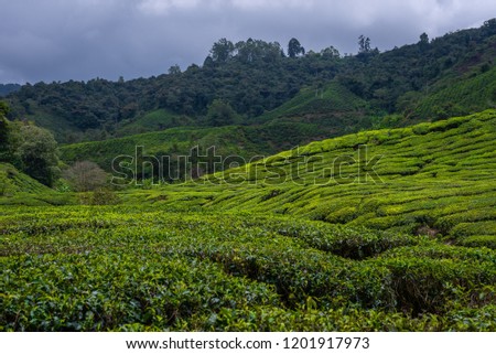 Tea plantation environments and sceneries at Cameron Highlands