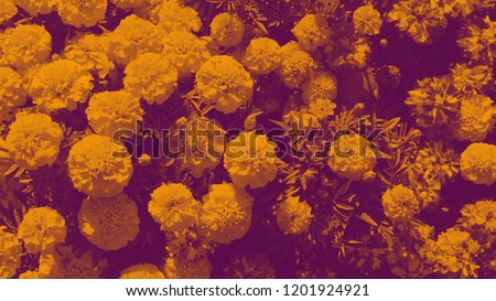 field of Tagetes flowers edited with orange and purple colors background pattern 