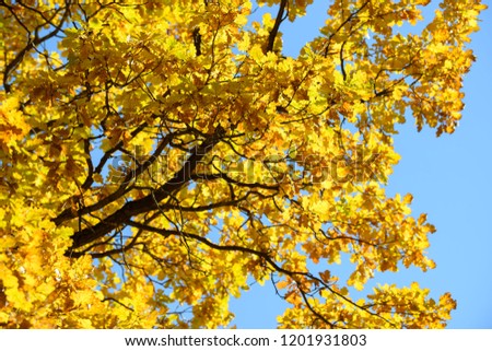 Beautiful colorful leaves in autumn forest. Red, orange, yellow, green and brown autumn leaves. Oak foliage. Seasonal background