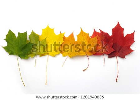 A number of colorful autumn leaves on white background