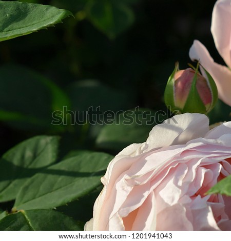 Pink rose floral background. Soft focus. Top view. Pink rose "Gentle Hermione" (close up, macro). United Kingdom.