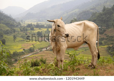 Cow in the natural environment. The cattle is grazing in the meadow in mountains.