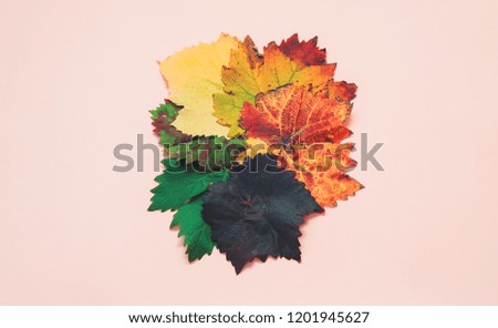 Creative layout of colorful autumn leaves. Flat lay. Season concept. Copyspace included.