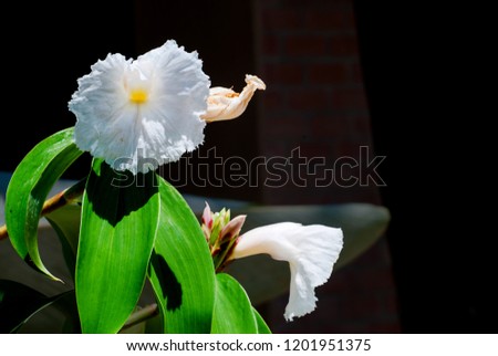 White Flower with Clipping Path