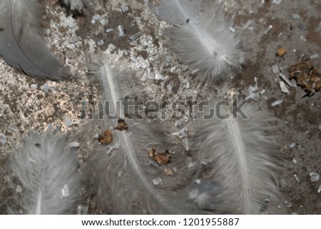 Light colored bird feathers lie on the floor for background design
