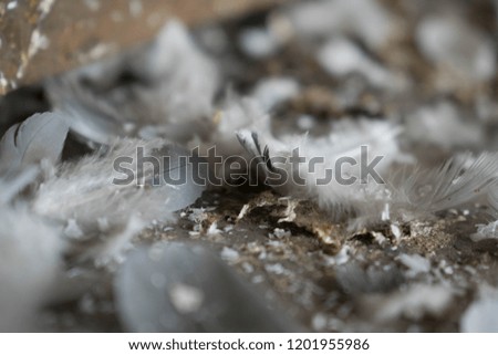 Light colored bird feathers lie on the floor for background design
