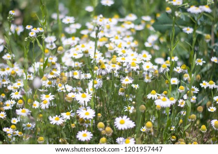 
Field of daisies in full screen