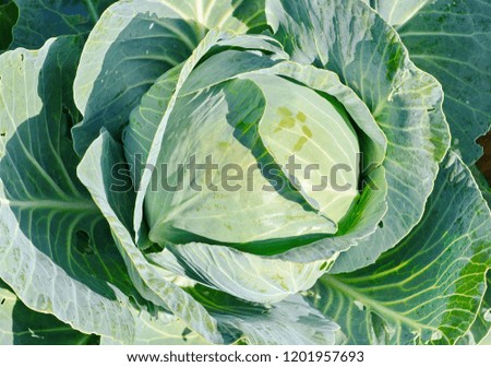 green cabbage in growth at vegetable garden. Young green head of cabbage.