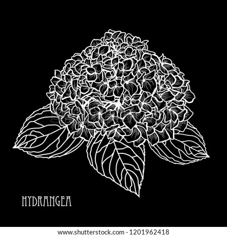 Decorative hydrangea  flowers, design elements. Can be used for cards, invitations, banners, posters, print design. Floral background in line art style