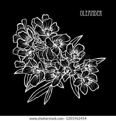 Decorative oleander flowers, design elements. Can be used for cards, invitations, banners, posters, print design. Floral background in line art style