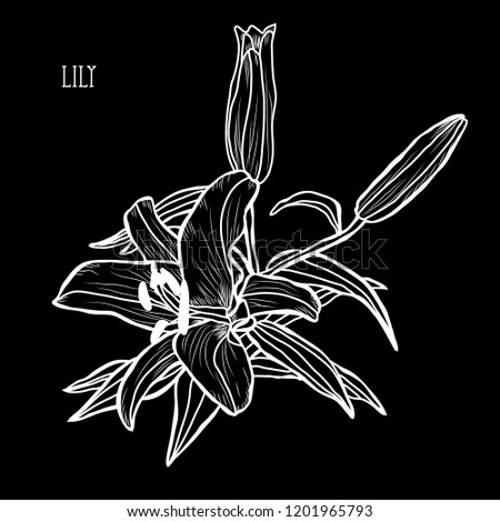 Decorative lily flowers, design elements. Can be used for cards, invitations, banners, posters, print design. Floral background in line art style
