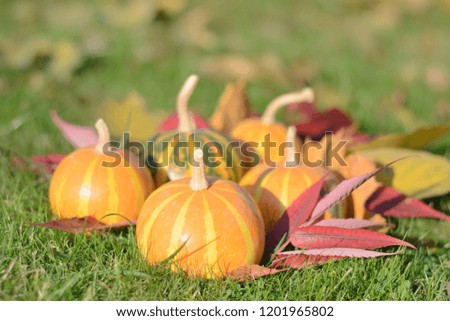 five striped little pumpkins among the fallen leaves