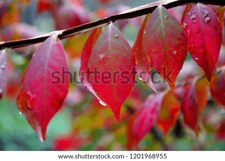 Stunning crimson color of leaves of winged euonymus with water droplets after rain in autumn in the garden close-up