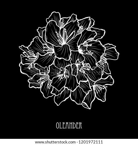 Decorative oleander flowers, design elements. Can be used for cards, invitations, banners, posters, print design. Floral background in line art style