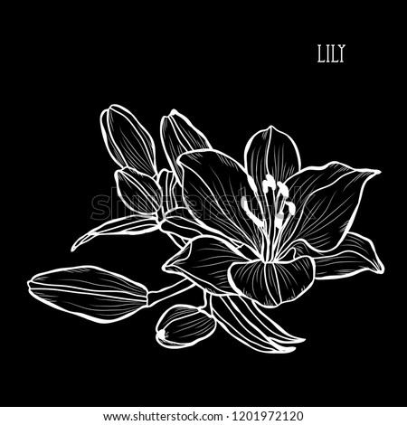Decorative lily flowers, design elements. Can be used for cards, invitations, banners, posters, print design. Floral background in line art style