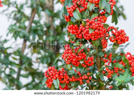 Pyracantha mohave in autumn Royalty-Free Stock Photo #1201982179