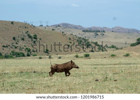 A Hog in the Rhino Park south africa