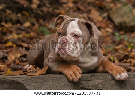 A 5 month old lilac colored American Bulldog poses for photographs in the fall leaves in North Carolina, USA