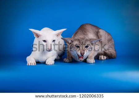 Studio photography of a oriental cat on colored backgrounds