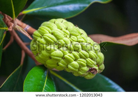 The Magnolia tree exhibits seed pods, flora.