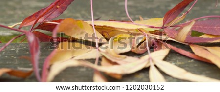 Header/Banner Picture of autumn leaves